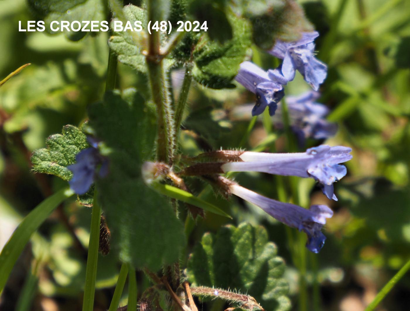 Ground Ivy flower